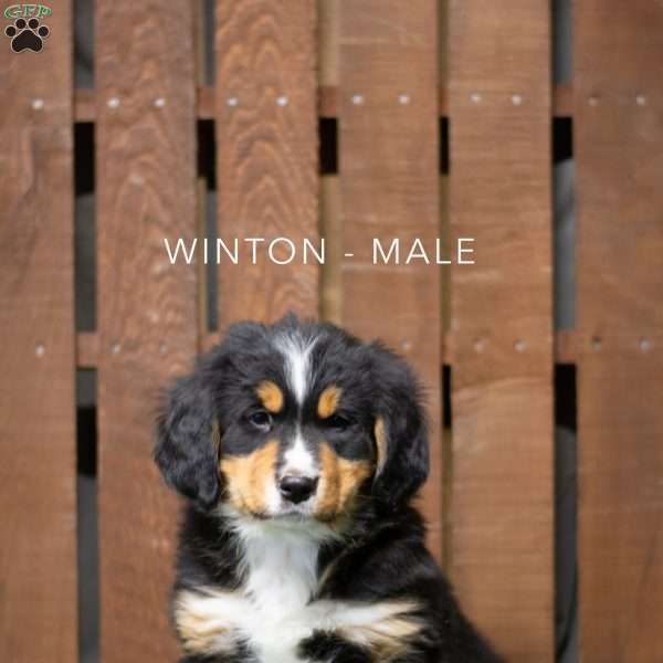 Winton, Bernese Mountain Dog Puppy